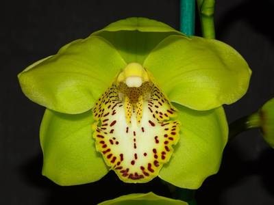 Cym (Lunar Glades x Advent Glow) 'Start Of Winter' x Cym Emerald Frenzy 'Ray's'