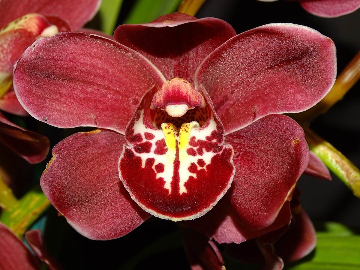 Cym Khaipour &#39;Ruby Anniversary&#39; AD/AOC x Cym Valley Torch &#39;Rossukone&#39;
