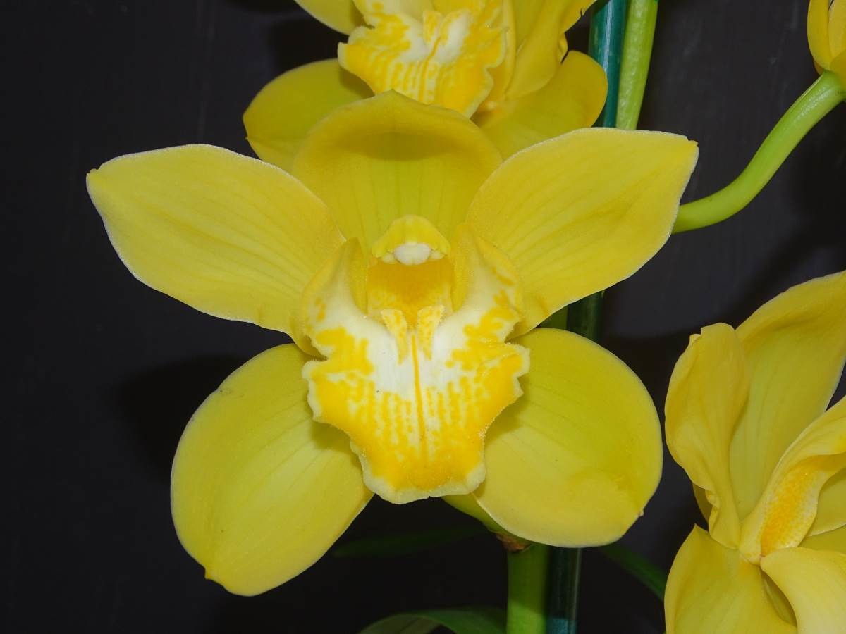 Cym Gateway to Gold 'PC' x Cym (Mem Merv Dunn x Pharaoh's Gold) 'Bright Gold'