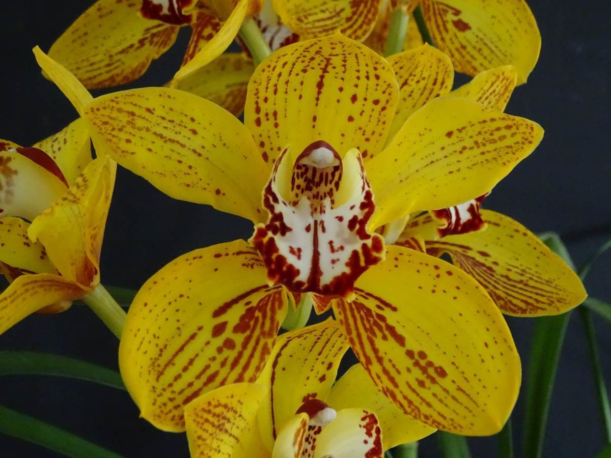 Cym Darch Dots &#39;Flip Flop&#39; x Cym Hot &#39;N&#39; Spicy &#39;Galaxy&#39;