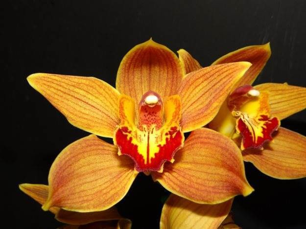 Cym Darch Dots &#39;Flip Flop&#39; x Cym Darch Jabiru &#39;Orange Glow&#39;