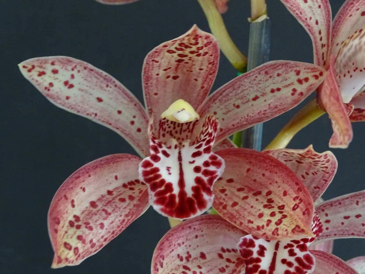 Cym Darch Dots &#39;Pyjamas&#39; x Cym Splatters &#39;Freckled Cascade&#39;