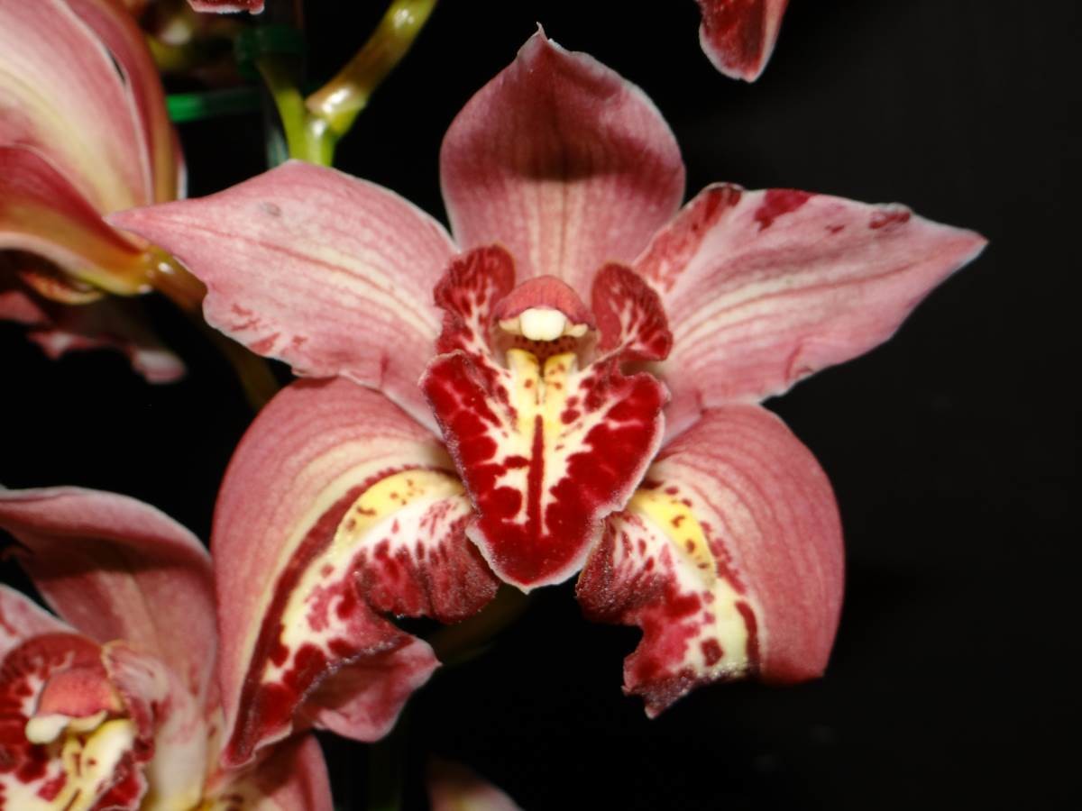 Cym Darch Dots 'Black Eye' x Cym Terry Kamikawa 'Exciting Times'
