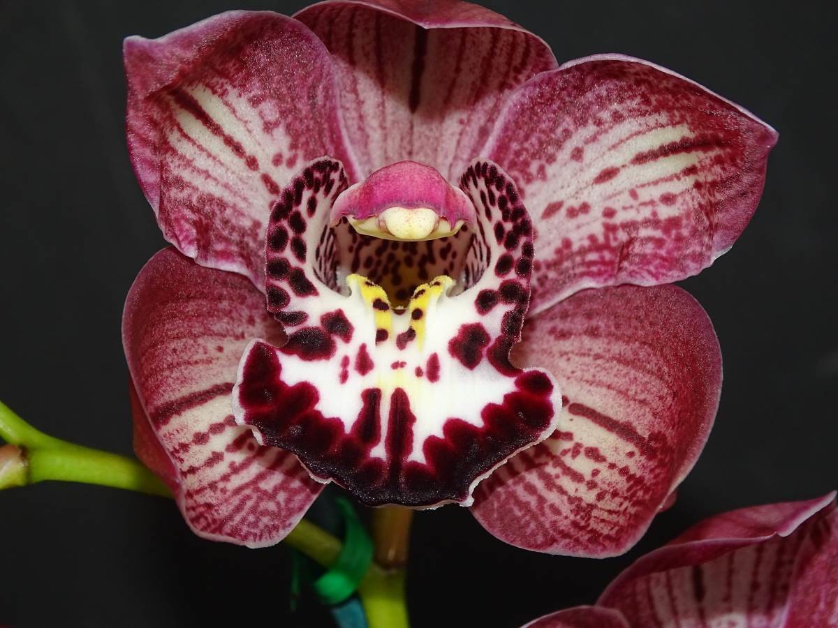 Cym Darch Satsuma &#39;Second Try&#39; x Cym Splatters &#39;Freckled Cascade&#39;