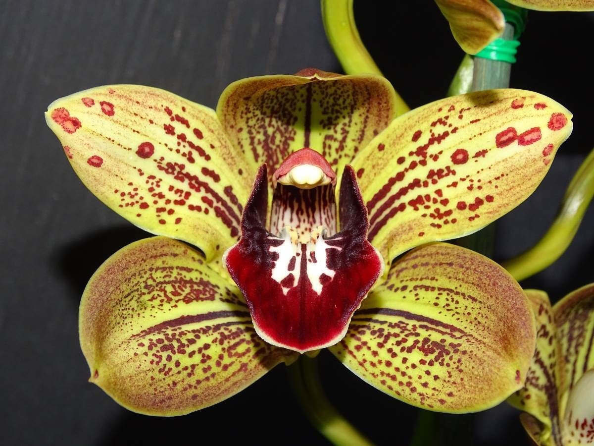 Cym Hot 'N' Spicy 'Galaxy' AD/ACS x Cym Scott 'Bubbles'