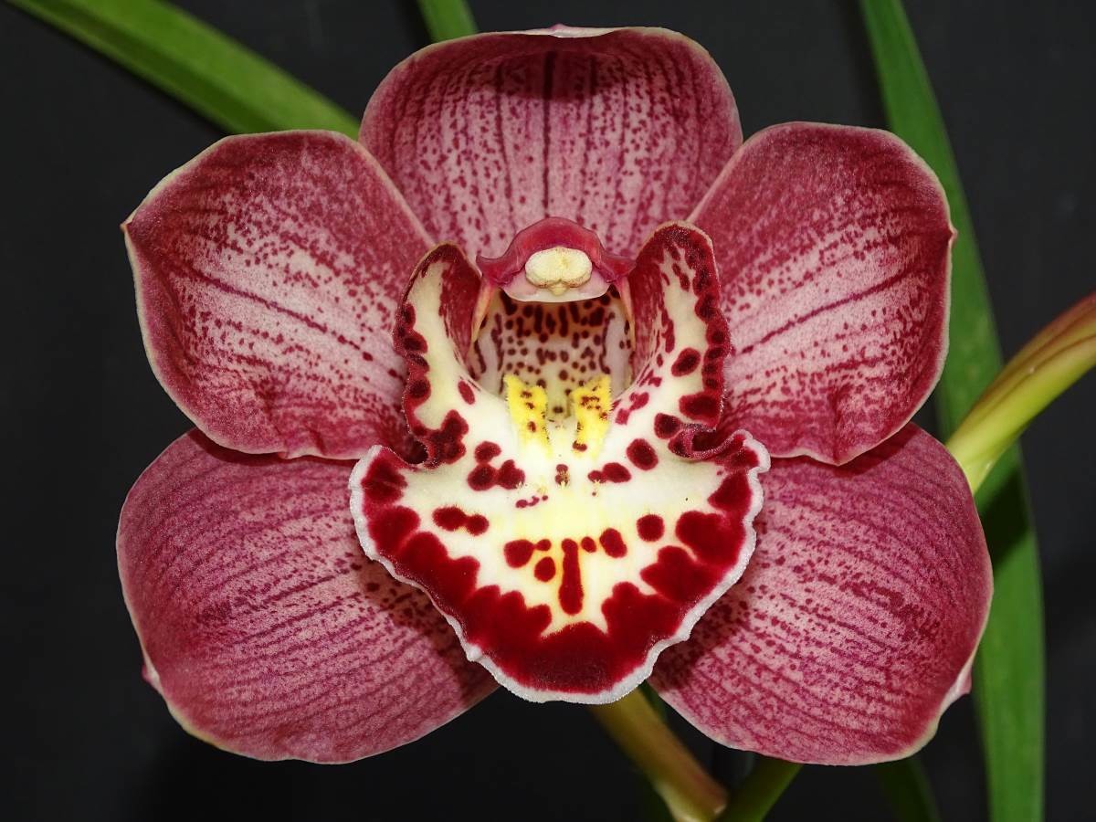 Cym Darch Satsuma 'Plum' x Cym (James Toya x Jim Granthum) 'Chris'