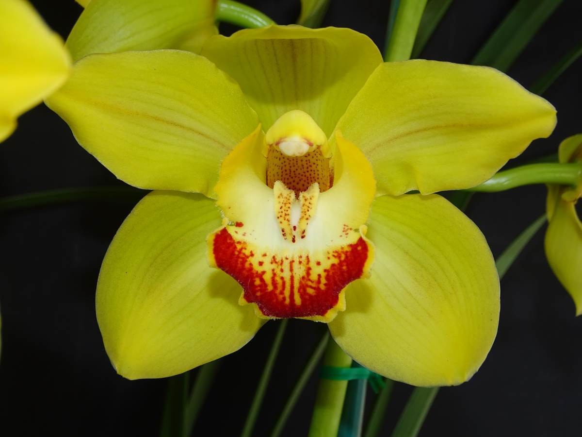 Cym Darch IO &#39;Fever&#39; x Cym Darch Princess &#39;Squibby&#39;