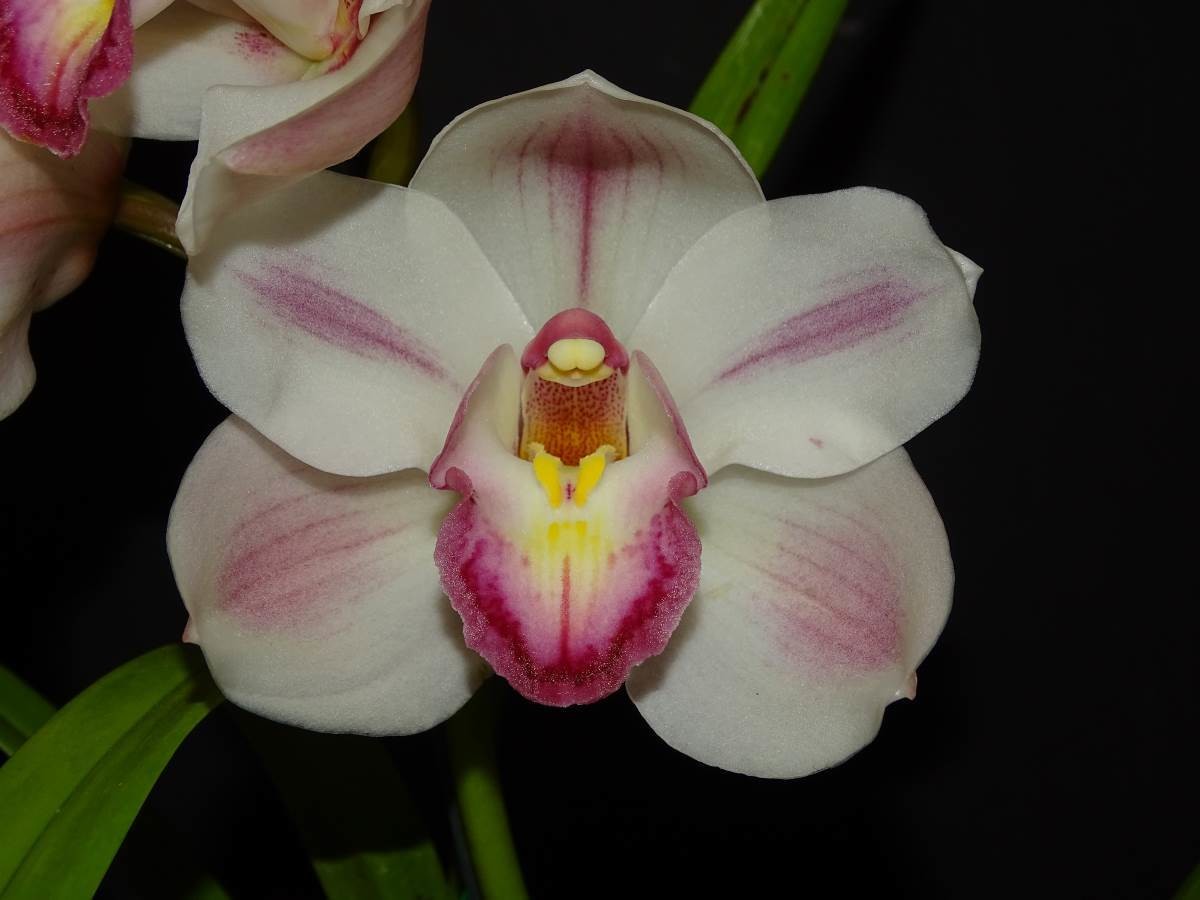 Cym Darch Delicious &#39;Sweet Cheeks&#39; x Cym Kuranulla &#39;Maestro&#39;