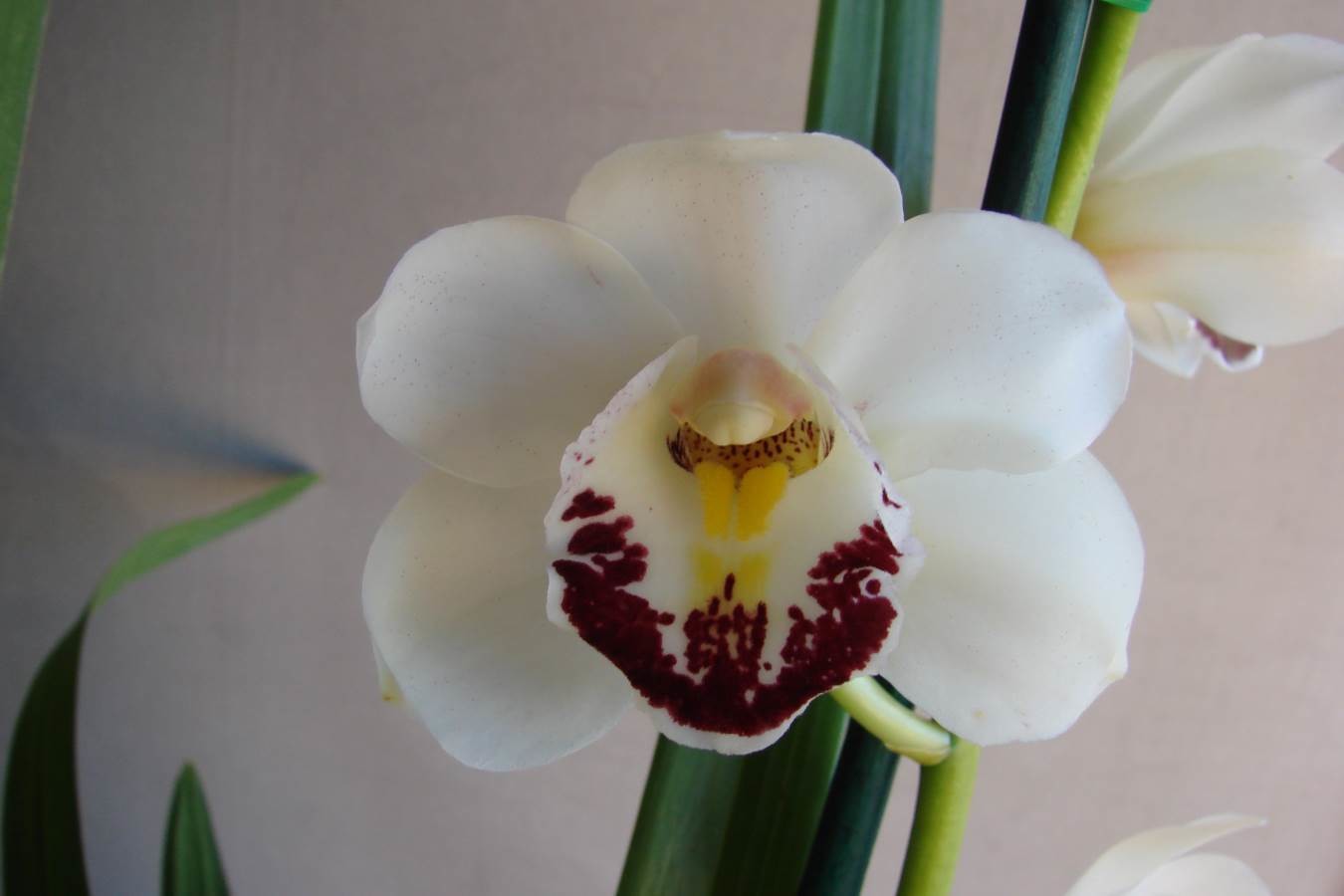 Cym Anne Rogers &#39;Two Tone&#39; x Cym Anna Szabo &#39;Geyserland&#39;