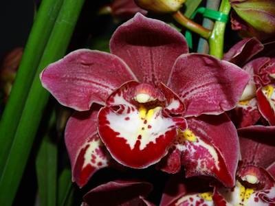 Cym Darch Satsuma 'Second Try' x Cym Darch Freak 'Mars'