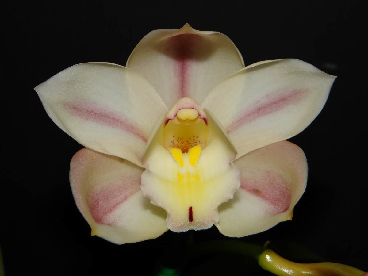 Cym Darch Alice &#39;Getting Better&#39; x Cym Kuranulla &#39;Maestro&#39;