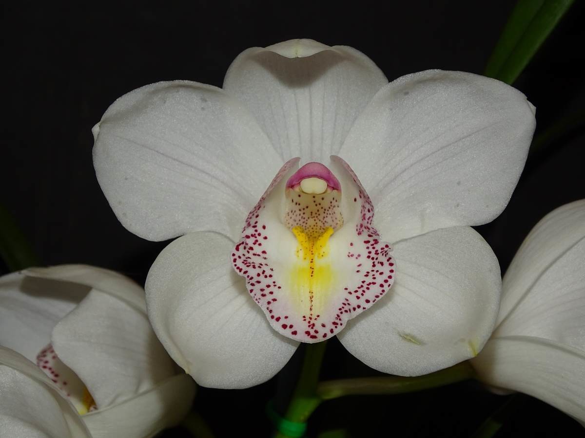 Cym Poetic Ghost &#39;Eve&#39; x Cym (Star Angel x Joan&#39;s Angel) &#39;Darch&#39;