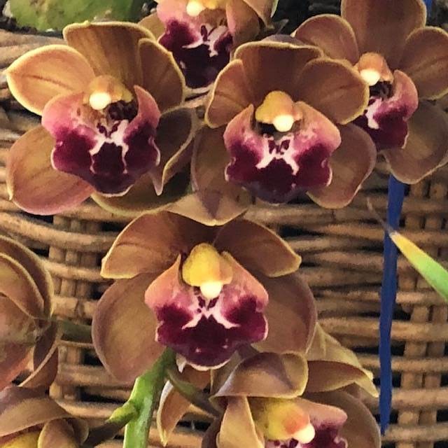 Cym Touchstone &#39;Janis&#39; 4n x Cym O&#39;Beaston &#39;Keith&#39;s Surprise&#39;
