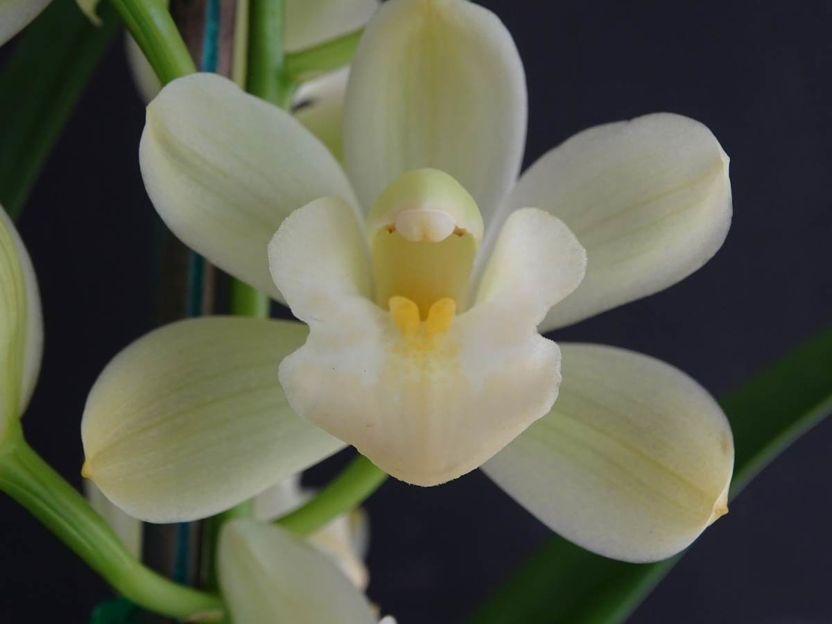 Cym Del&#39;s Delight &#39;Buttercup&#39; x Cym Olymilum &#39;White Elf&#39; 4n