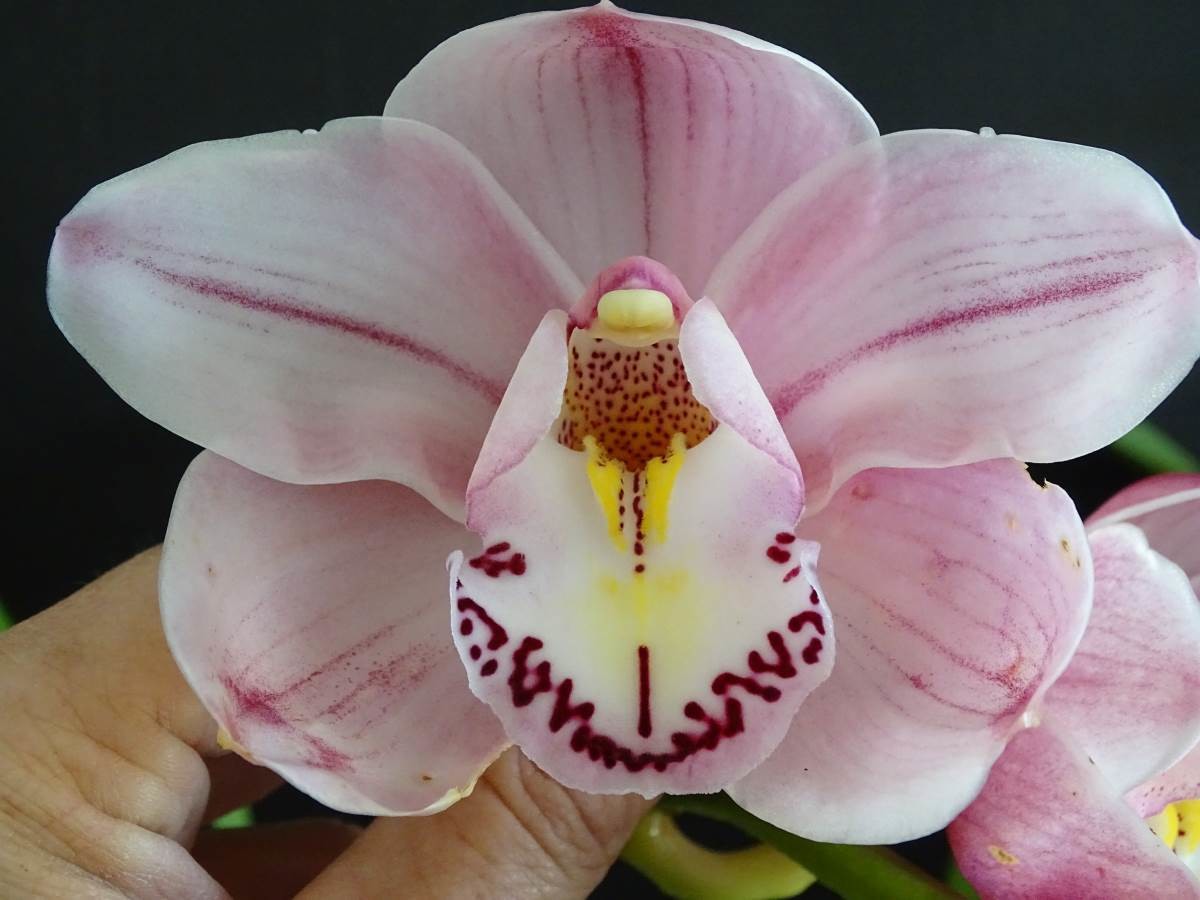 Cym Fairy Floss 'Pink Show' x Cym Kuranulla 'Maestro'