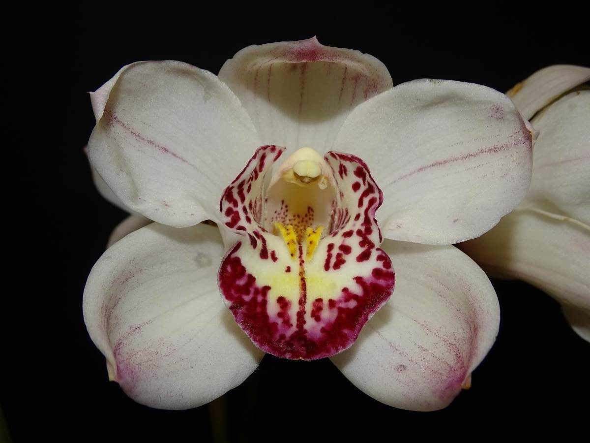 Cym Darch Miracle &#39;Pink Champs&#39; x Cym Darch Gaye &#39;June Glory&#39;