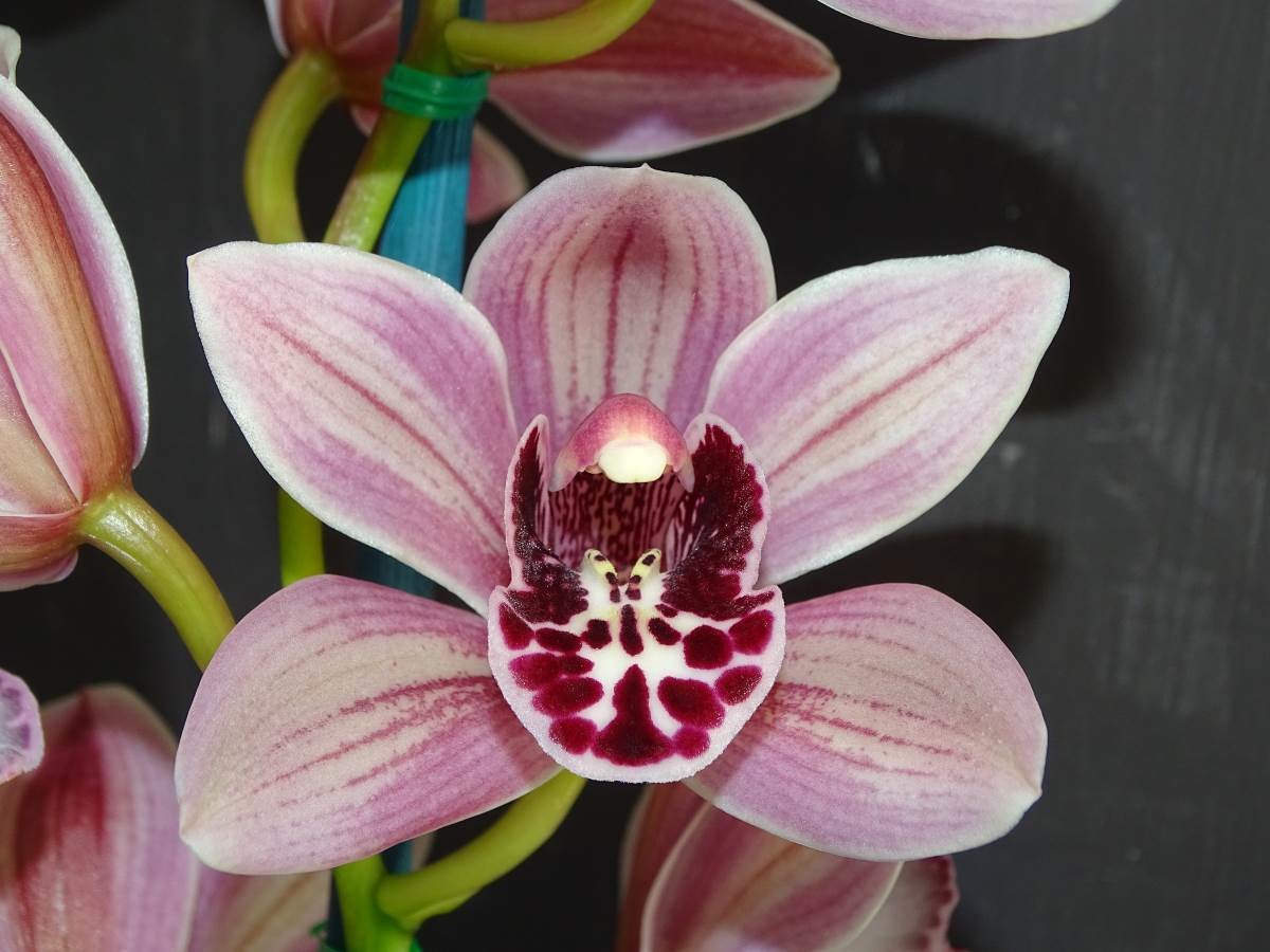 Cym Darch Poison 'Class Act' x Cym Vogelsang 'Eastbourne' 4n