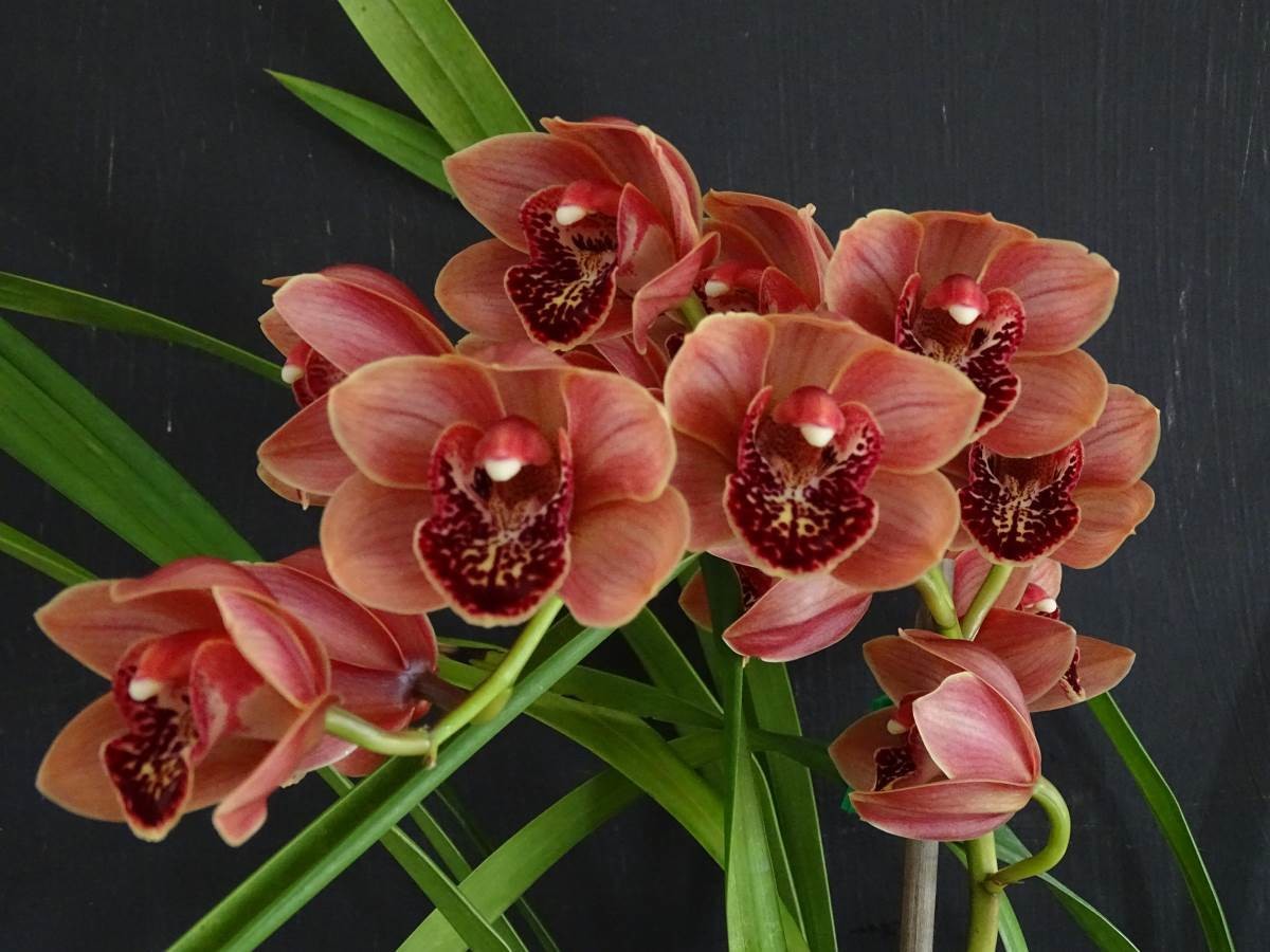 Cym Gateway To Gold 'True Orange' x Cym Vogelsang 'Eastbourne'
