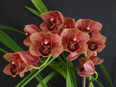 Cym Gateway To Gold 'True Orange' x Cym Vogelsang 'Eastbourne'