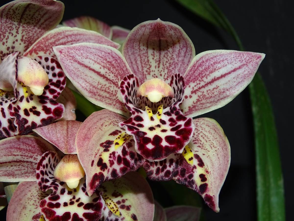 Cym Darch Freak 'Lucky Dip' x Cym Vogelsang 'Eastbourne'