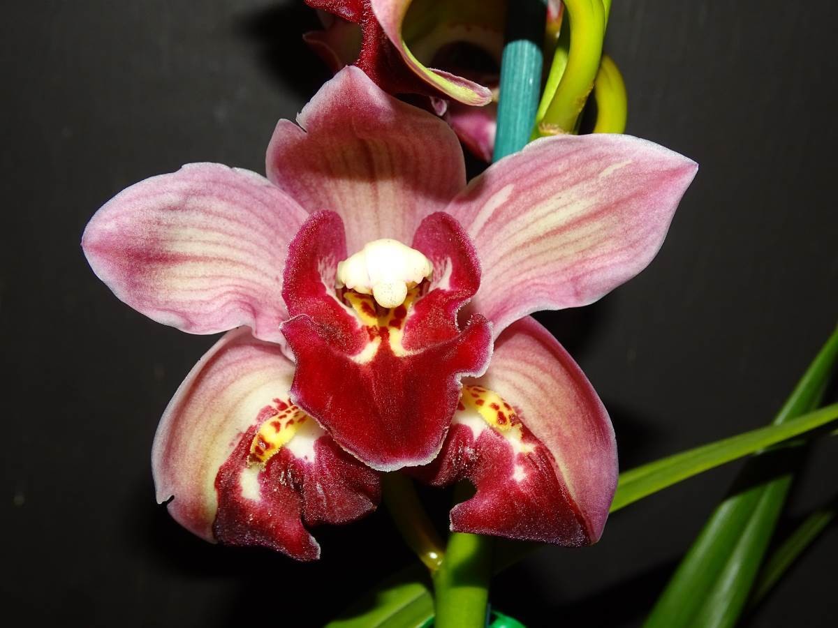 Cym Darch Freak 'Lucky Dip' x Cym Tethy's 'Black Magic'