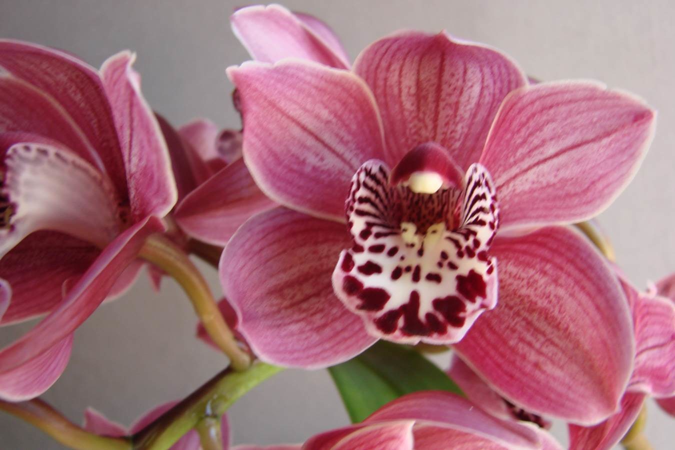 Cym Rumours &#39;Pink&#39; x Cym Vogelsang &#39;Eastbourne&#39;
