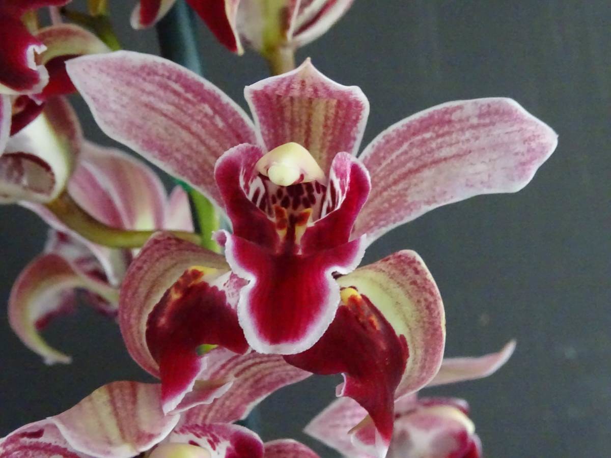 Cym Darch Freak ‘lucky Dip X Cym Splatters ‘freckled Fantasy Catalogue Ezi Gro Orchids 