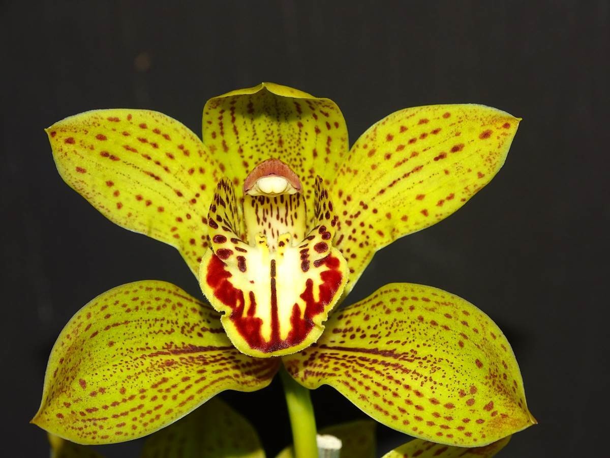Cym Mighty John &#39;Blood Eye&#39; x Cym Darch Dots &#39;Wild Leopard&#39;