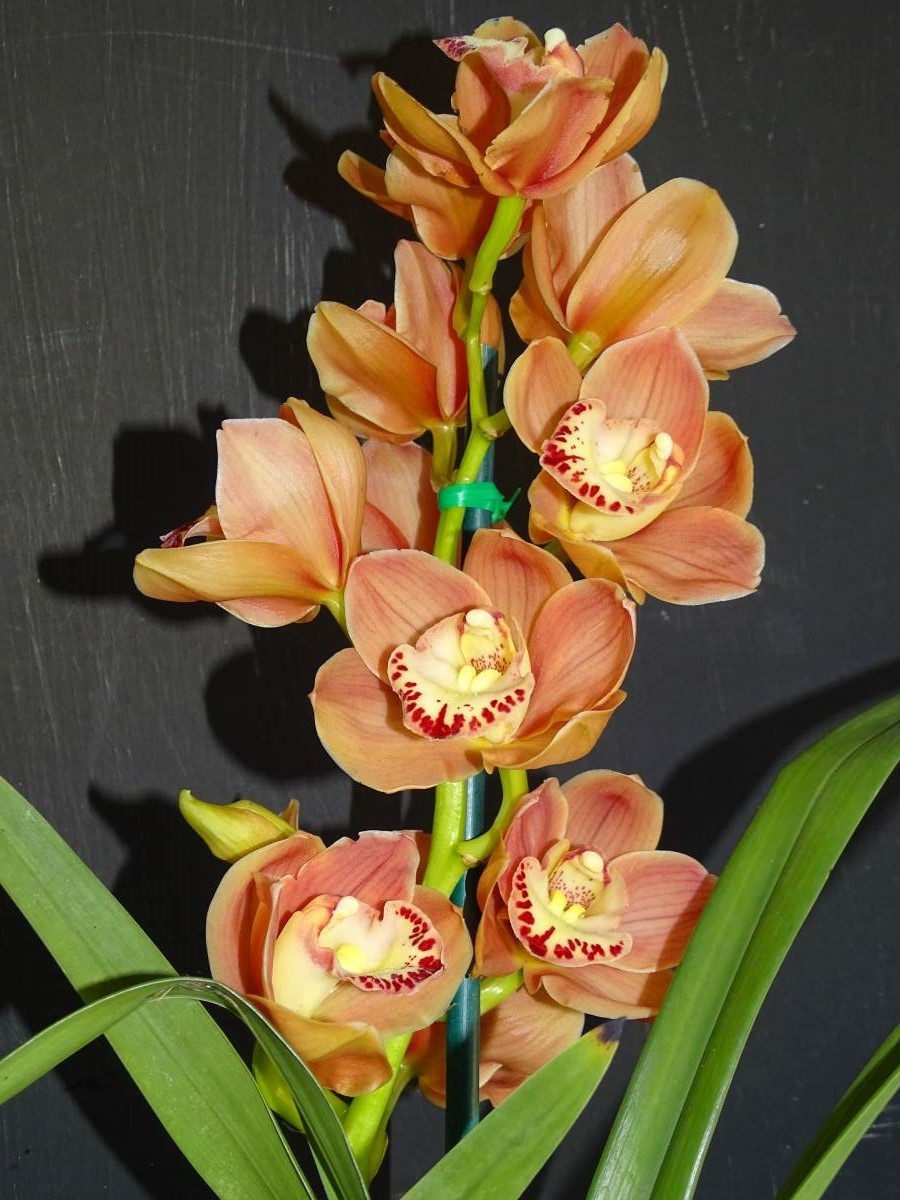 Cym Willunga Royal 'Orange Delight' x Cym Panther Beauty 'Apricot Flame'