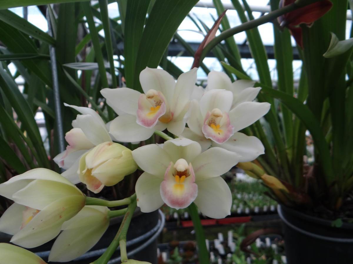Cym Gladys Whitesell &#39;The Charmer&#39; x Cym Sleeping Beauty &#39;Sarah Jean&#39; 4n