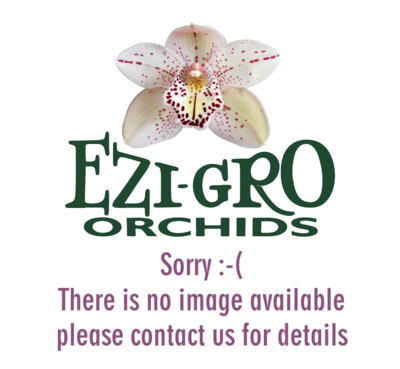 Cym Classic Chianti &#39;Cheers&#39; x Cym Fireglow &#39;Big Red&#39;