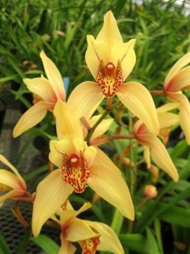 Cym Cooper Point = (erythrostylum 'Ray' x Golden Elf 'Sundust' 4n)
