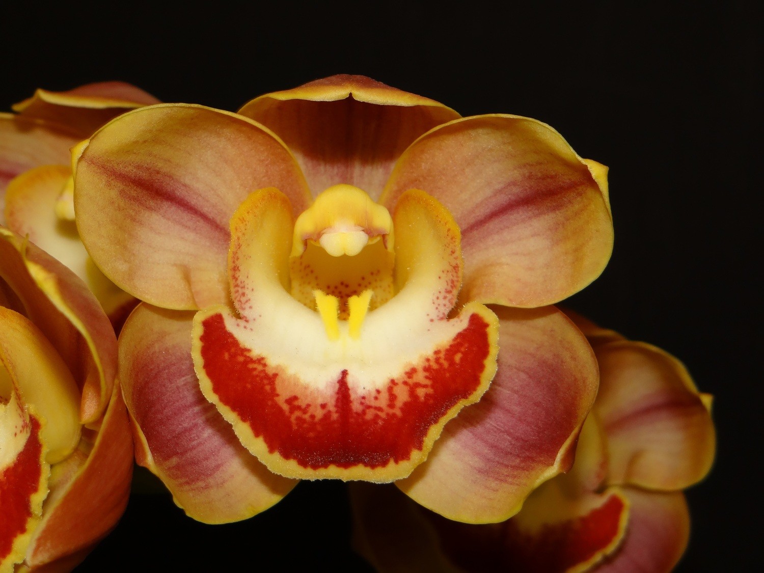 Cym Cronulla &#39;The Khan&#39; x Cym Blazing Fury &#39;Flaming Rose&#39;