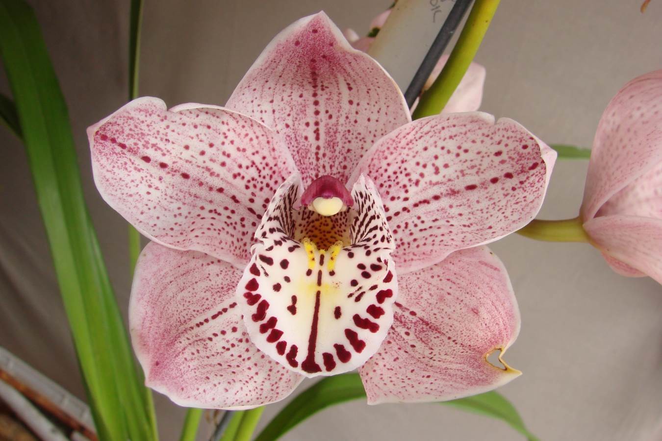 Cym Cronulla 'The Khan' x Cym Blazing Fury 'Ray's Red'