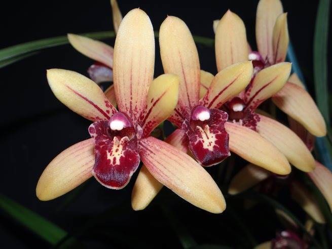 Cym Baby Cakes (Cym Golden Elf &#39;Sundust&#39; 4n x Cym dayanum &#39;Alba&#39;)