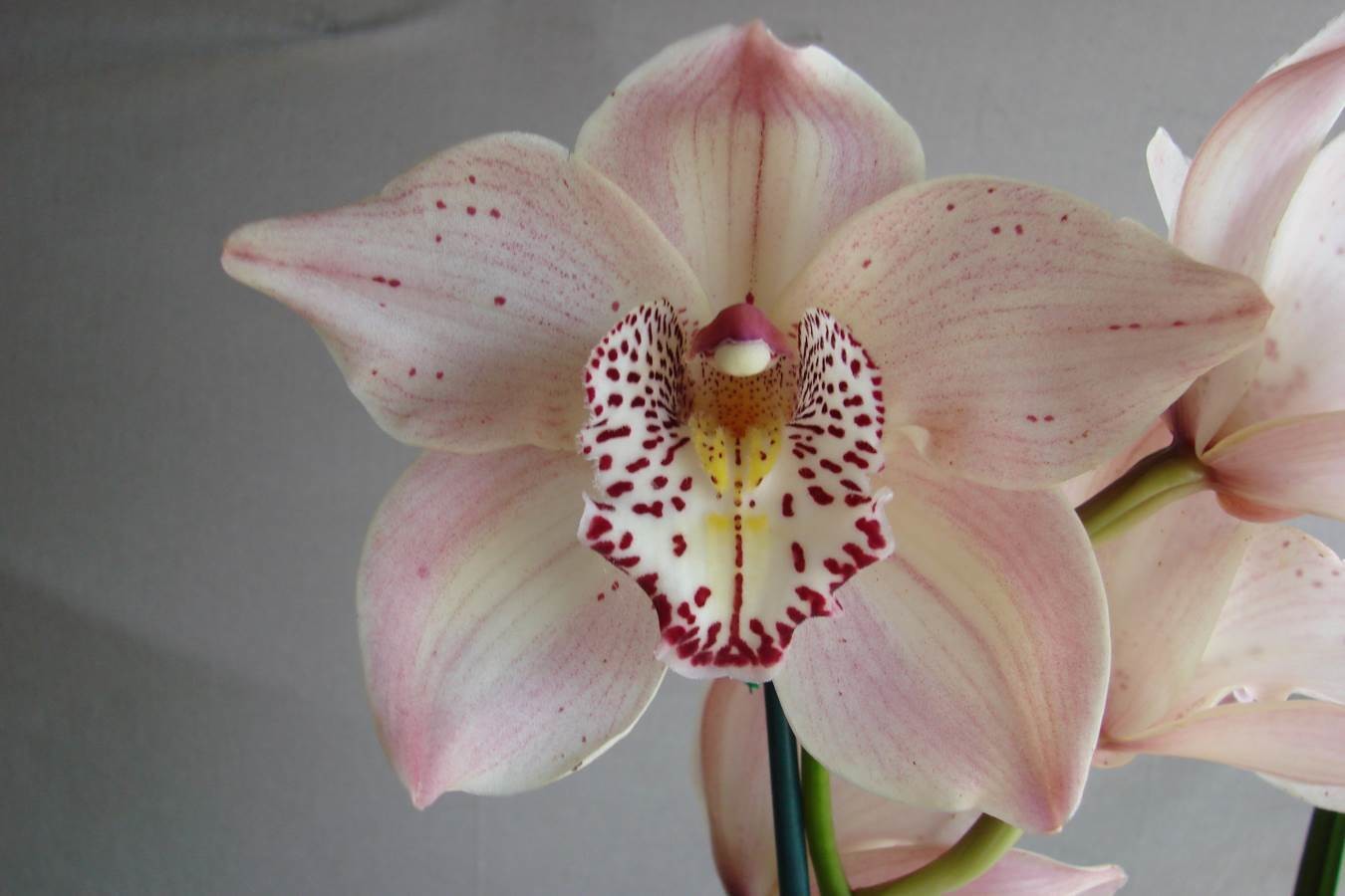 Cym Darch Bubbles 'Fruit Bowl' x Cym Darch Miracle 'Outrageous'