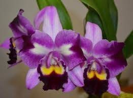 Rlc Chief Butterfly M/C