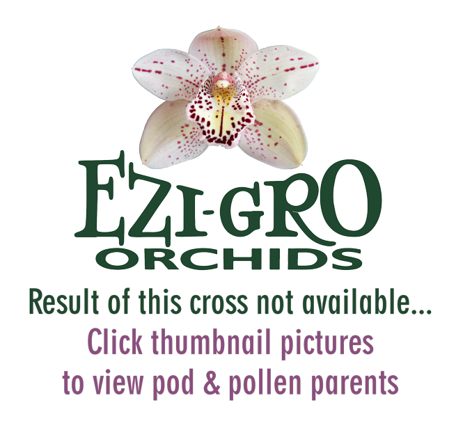 C Tainan City General Am Aos X Rlc Goldernell Beverly Lorraine