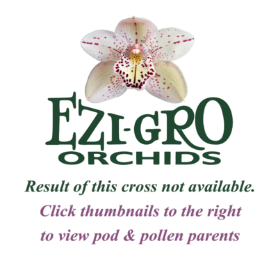 Cym (Lunakira x Coraki Gold) 'Amy' x Cym Darch Star 'Lemon Delight'