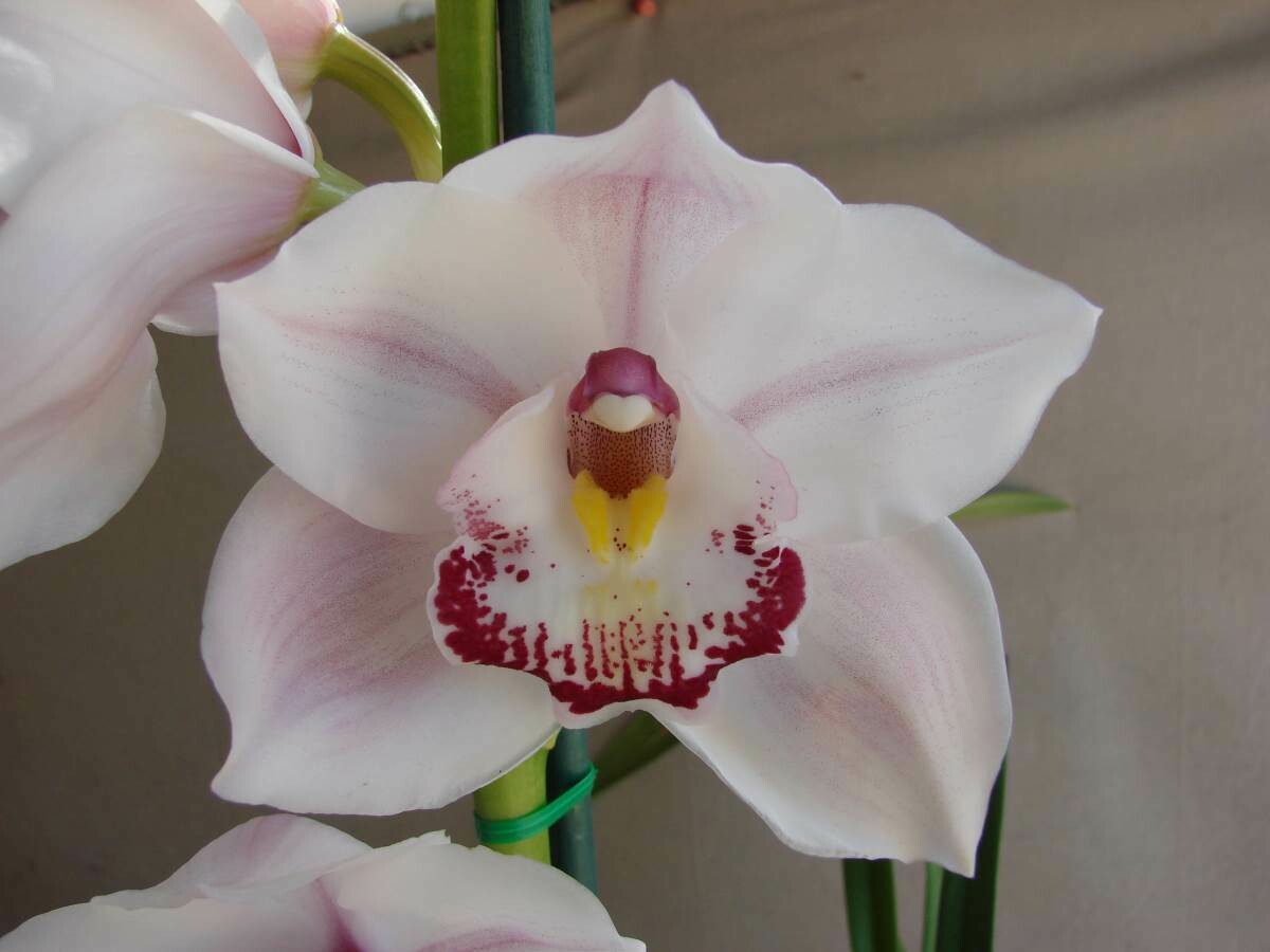 Cym (Thelma Robinson x Fancy Free) 'Merle'