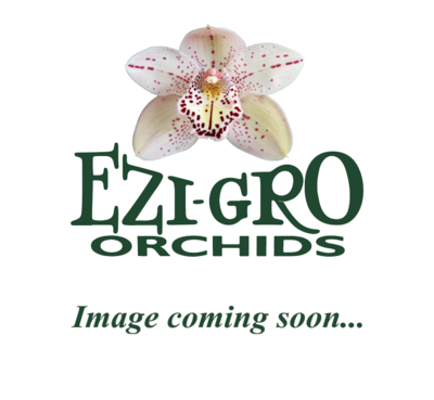 Paph Super Shuttle 'Magnum' SM/JOGA x Paph World Famous 'Mike Tyson' AM/JOS, SM/JOGA