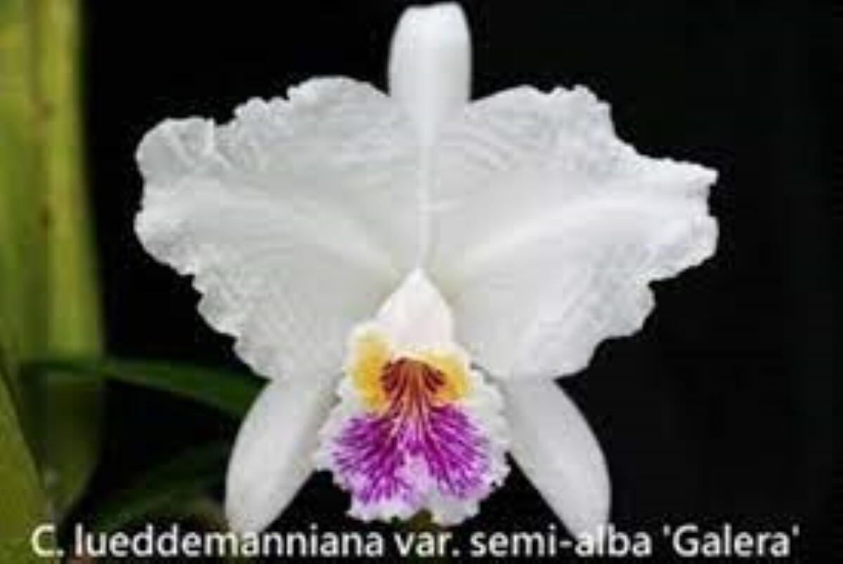 C lueddemanniana var semi-alba 'Galera'