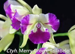 Ctyh Merry Green 'Trilabelo'