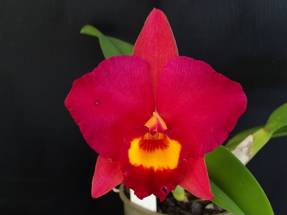 Rlc California Queen 'Red Angel'