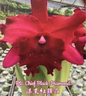 Rlc Chief Black Diamond