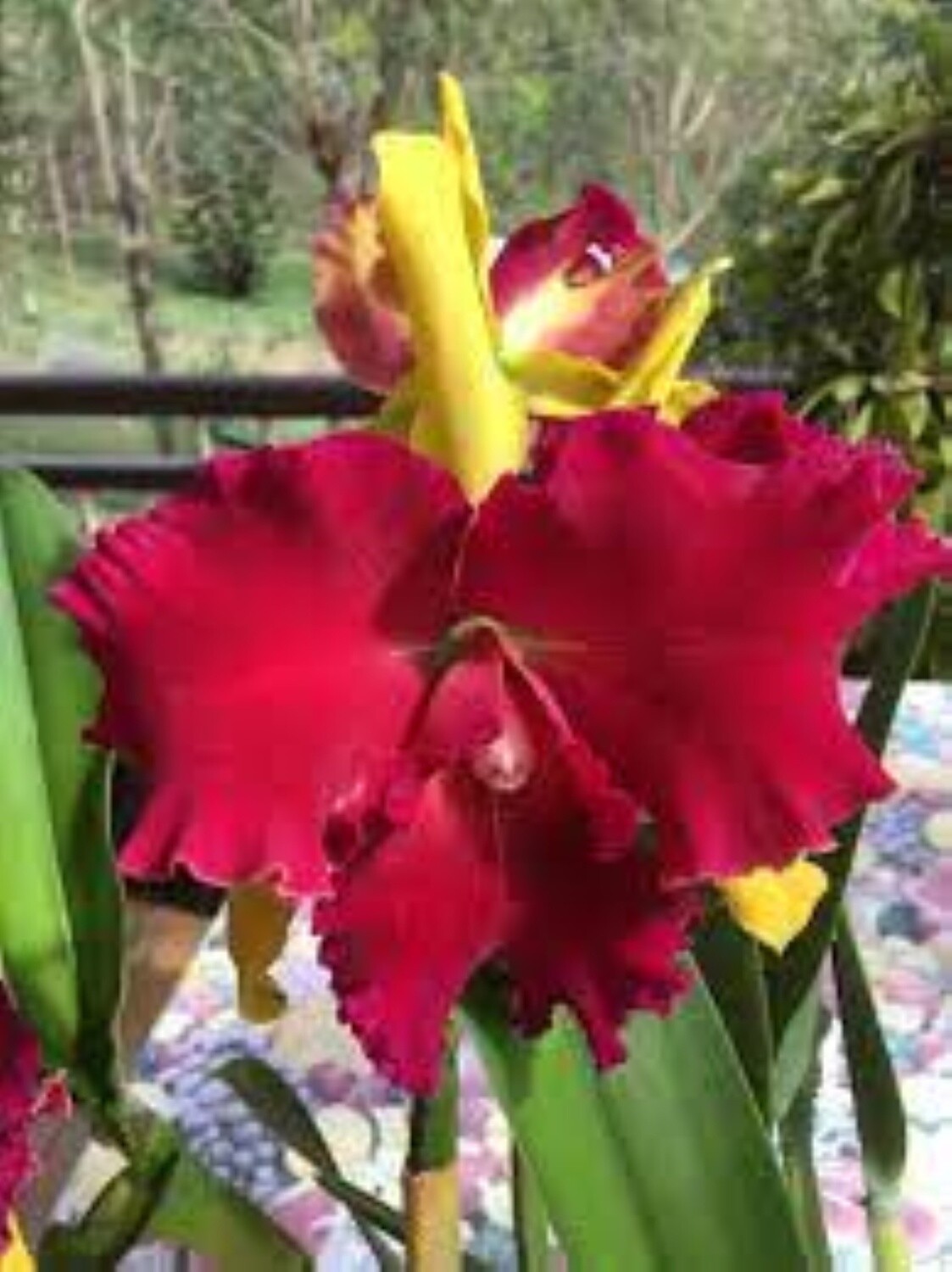 Rlc Dora Louise Capen &#39;Clifton Two Tone&#39;
