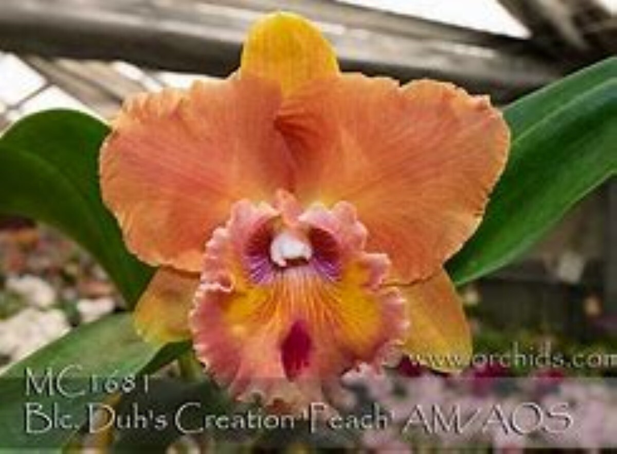 Rlc Duh's Creation 'Peach'