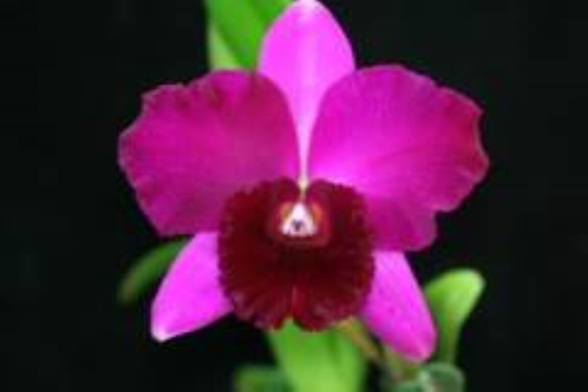 Rlc Hsinying Rouge 'C.H.#1'