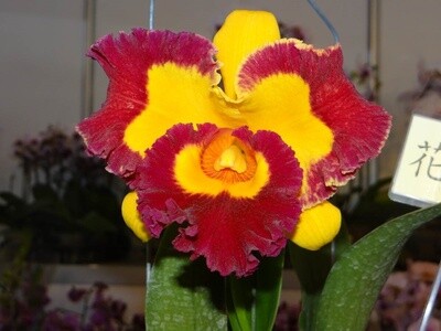 Rlc Village Chief Rose 'Gandshan King'