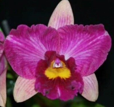 Rlc Hsinying Scarlet 'Flame Dance'